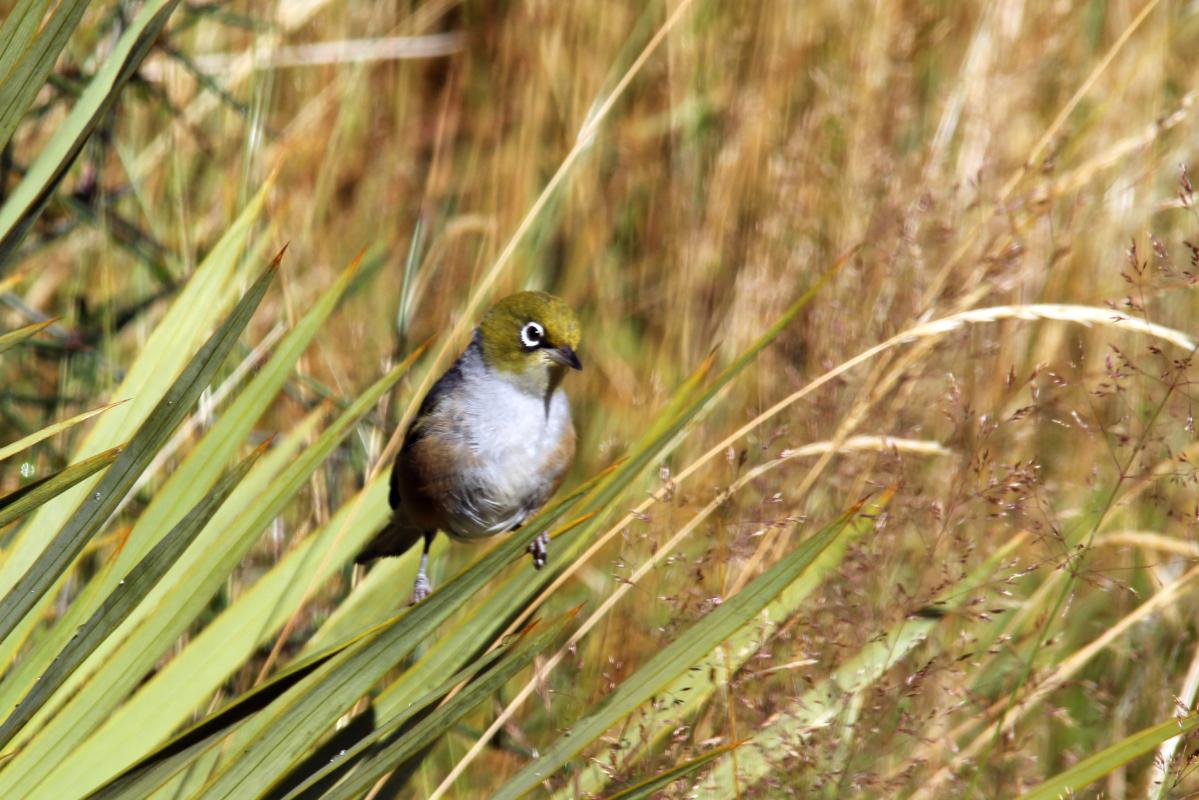 Silvereye (Zosterops lateralis)